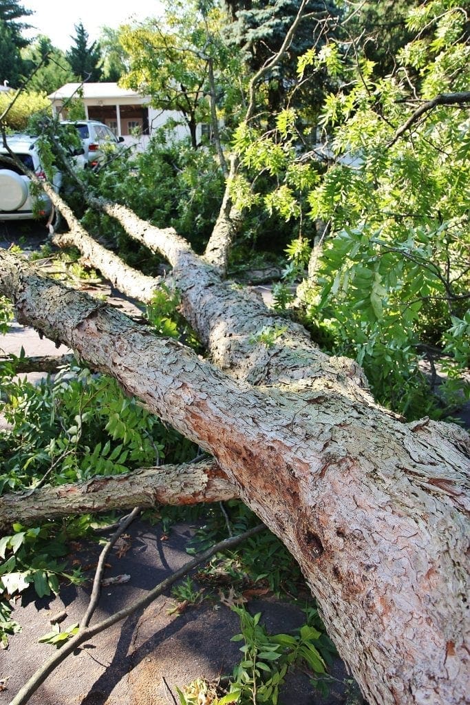 Damaged and Fallen Trees: Legal Rights in Maryland, Virginia, and DC ...